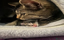 Mixed Breed cats for sale: 3 beautiful kittens looking for a forever home  - Image 5