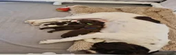 Sprocker dogs for sale: Sprocker pups in Rhyl - Advert 2