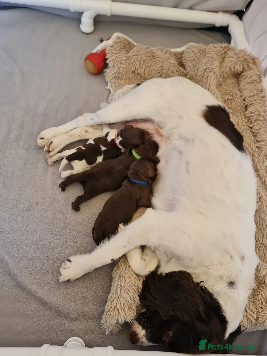 Sprocker dogs for sale: Sprocker pups in Rhyl - Advert 2
