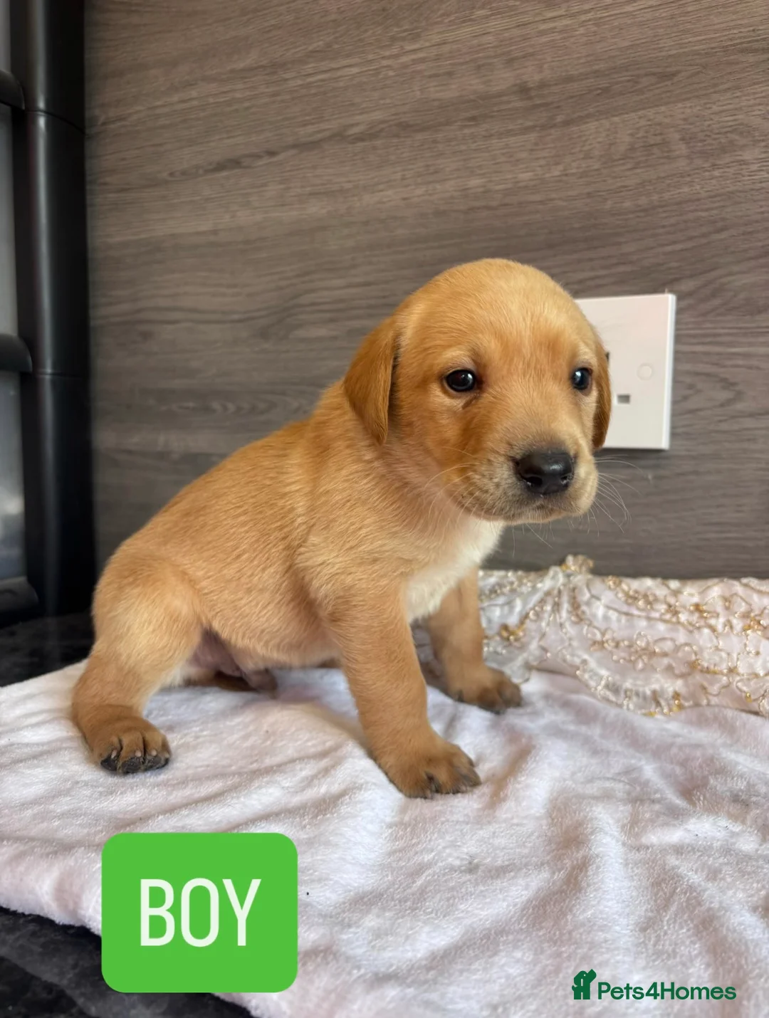 Labrador Retriever dogs for sale: KC LABRADOR PUPPIES - Advert 2