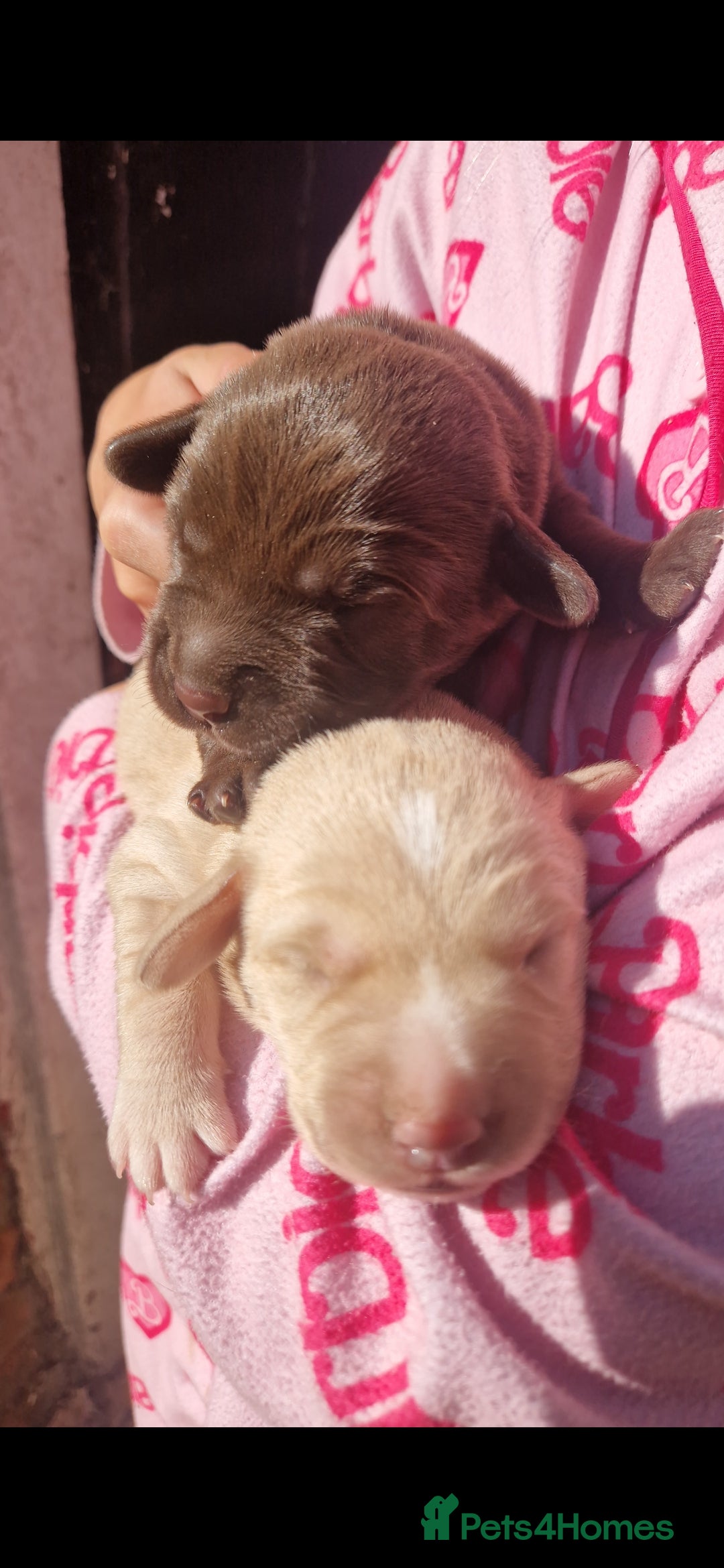 Mixed Breed dogs for sale: 2x labrador x Spaniel Puppies  - Image 5