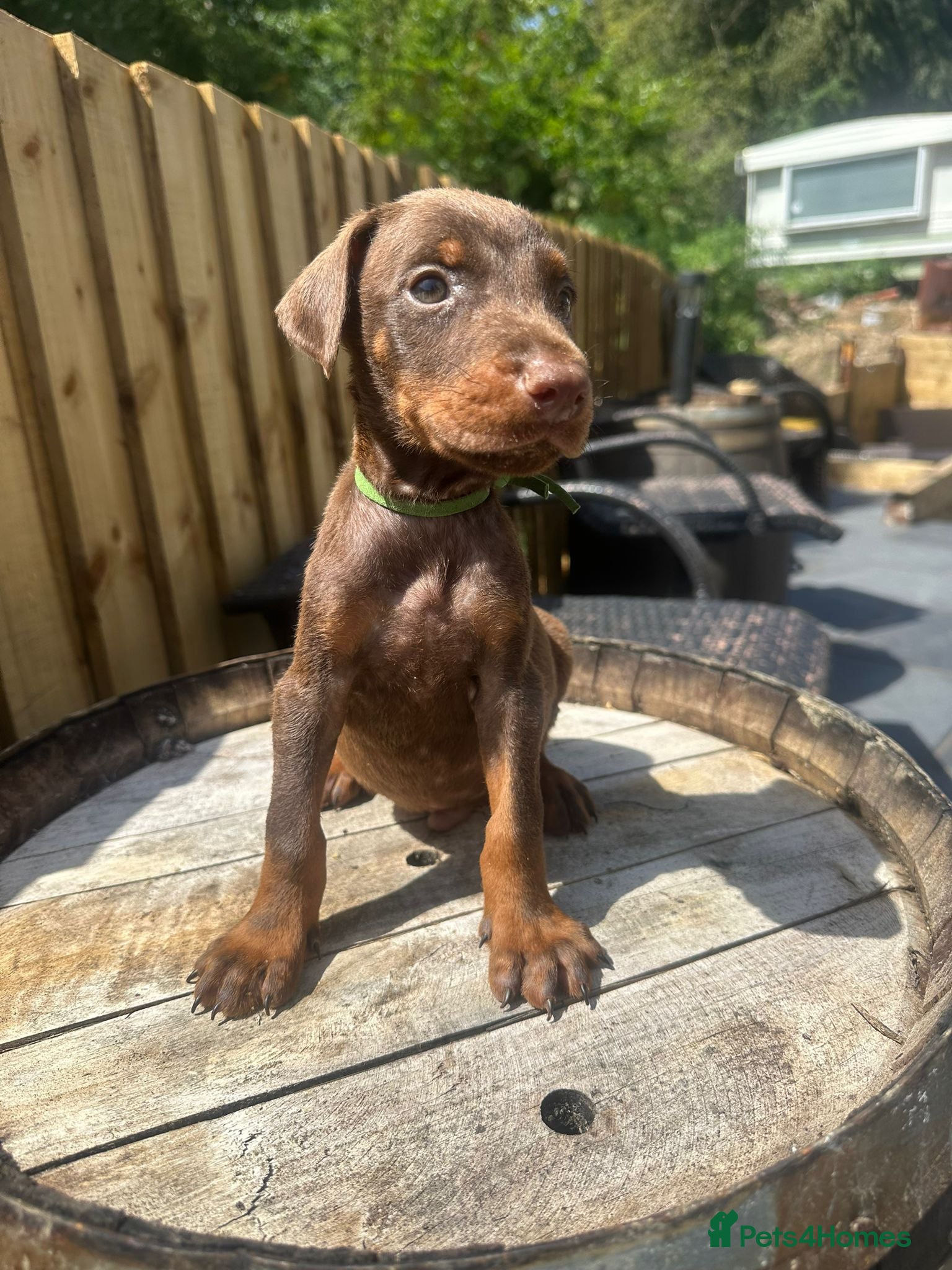Dobermann dogs Beautiful family dobermans * 1 girl 3 boys left * - Advert 15