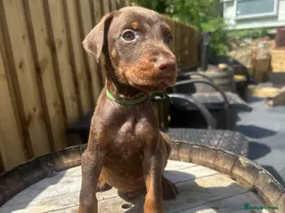 Dobermann dogs Beautiful family dobermans * 1 girl 3 boys left * - Advert 15