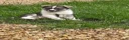 Siberian Husky dogs for sale: Siberian Husky Puppy for sale !  in Preston - Advert 8