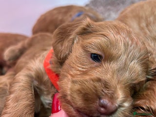 Cockapoo dogs F1 TOY SHOW TYPE DNA 🧬 CLEAR COCKAPOO BABIES 🧸 - Advert 4