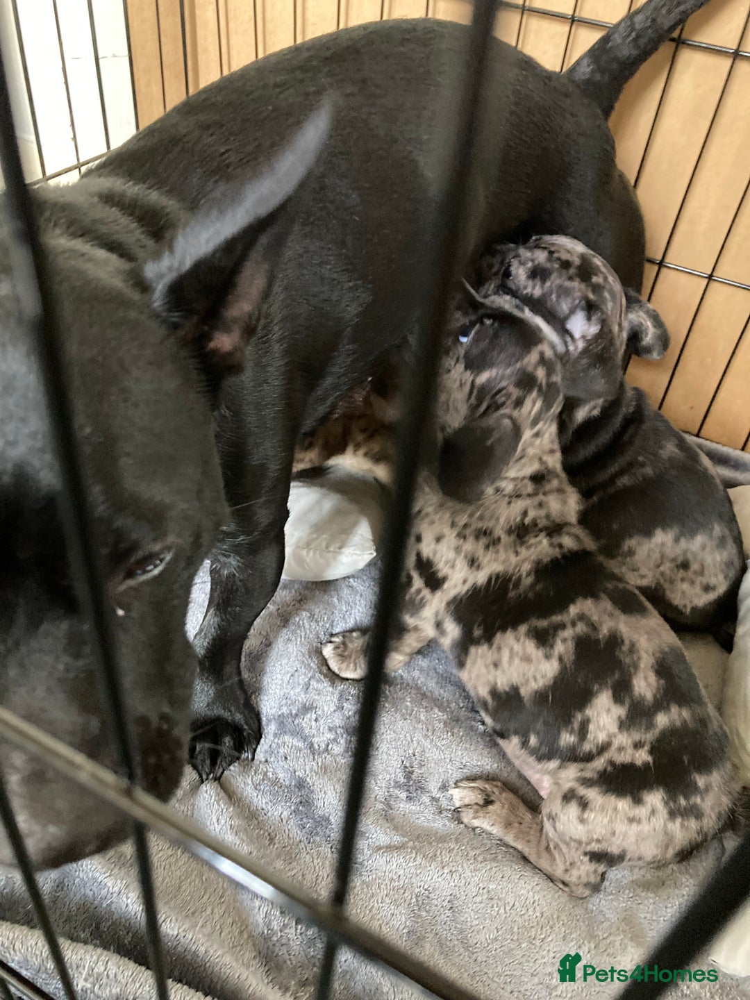 Mixed Breed dogs for sale: Jack Chi puppies - unique merle  - Image 12