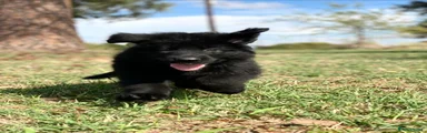 German Shepherd 7