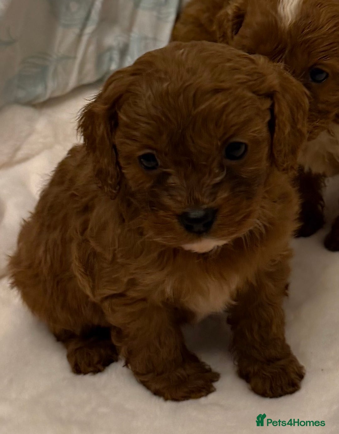 Cavapoo dogs for sale: F1 cavapoo puppies fully health tested - Advert 15