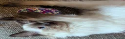 Ragdoll cats for sale: 🩵💖🩵READY FOR MY NEW HOME🥹🩵💖🩵  - Advert 29
