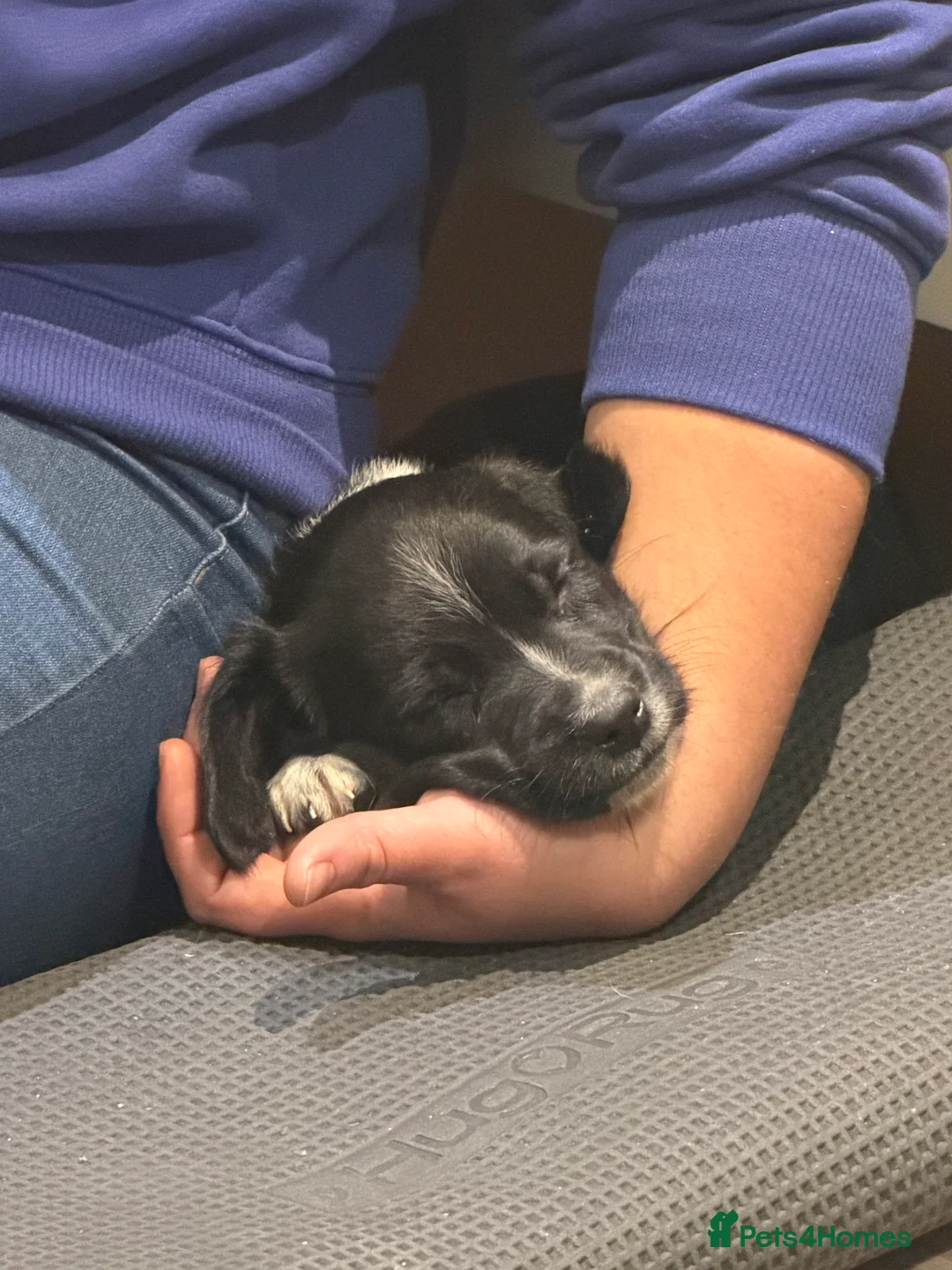 Sprollie dogs for sale: Striking Springer Spaniel x Collie Puppies - Advert 6