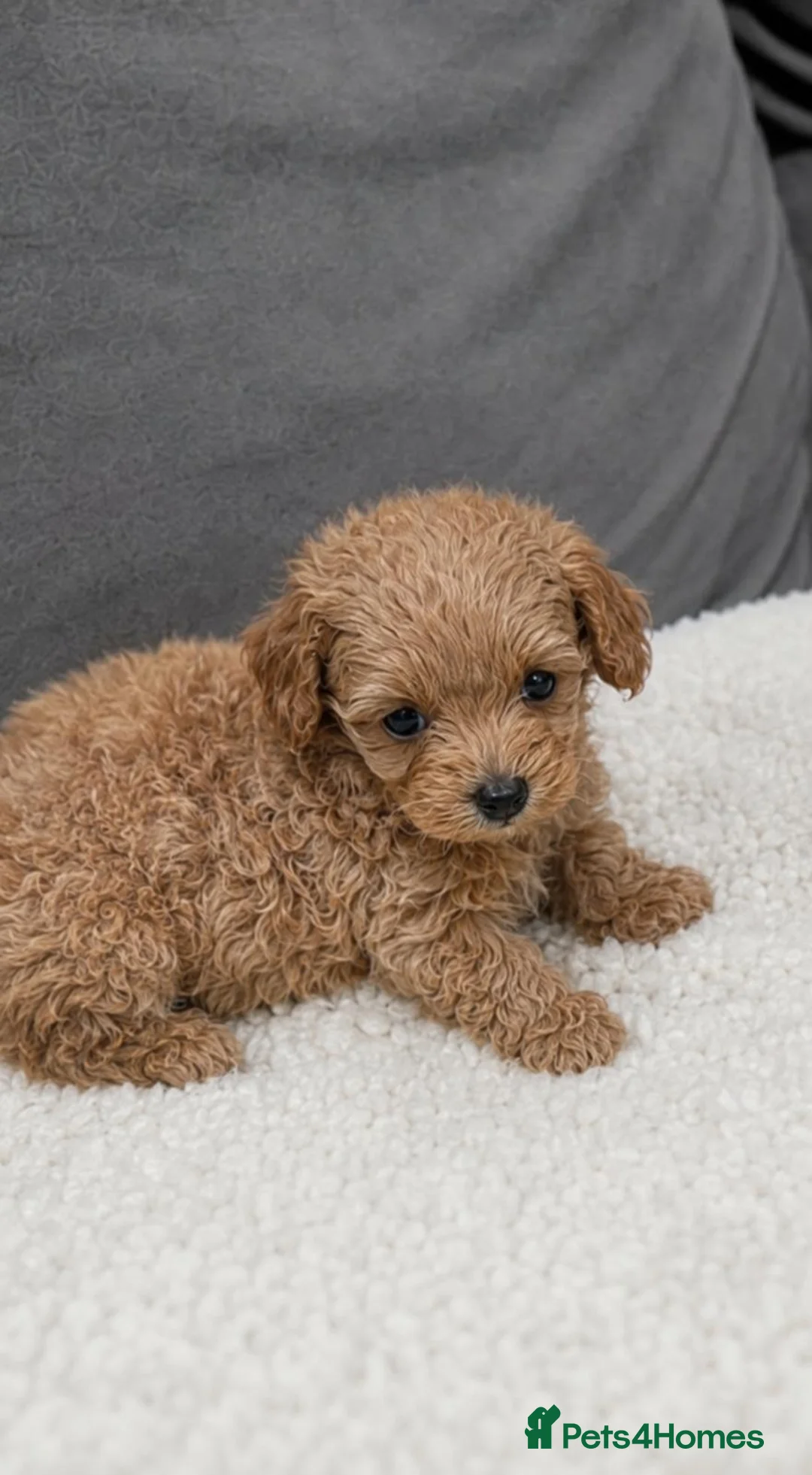 Maltipoo dogs for sale: 💥Ready to go Tiny teddy bear f1b Asian maltipoo💥 - Advert 2