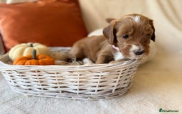 Australian Labradoodle dogs for sale: Pure Multigen Australian Labradoodle Puppies - Image 16