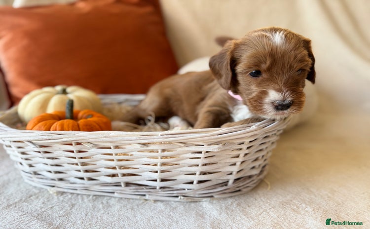 Australian Labradoodle dogs - Advert 1