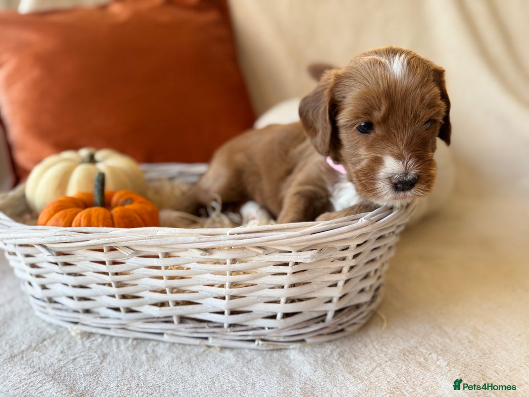 Australian Labradoodle dogs for sale: Pure Multigen Australian Labradoodle Puppies - Image 16