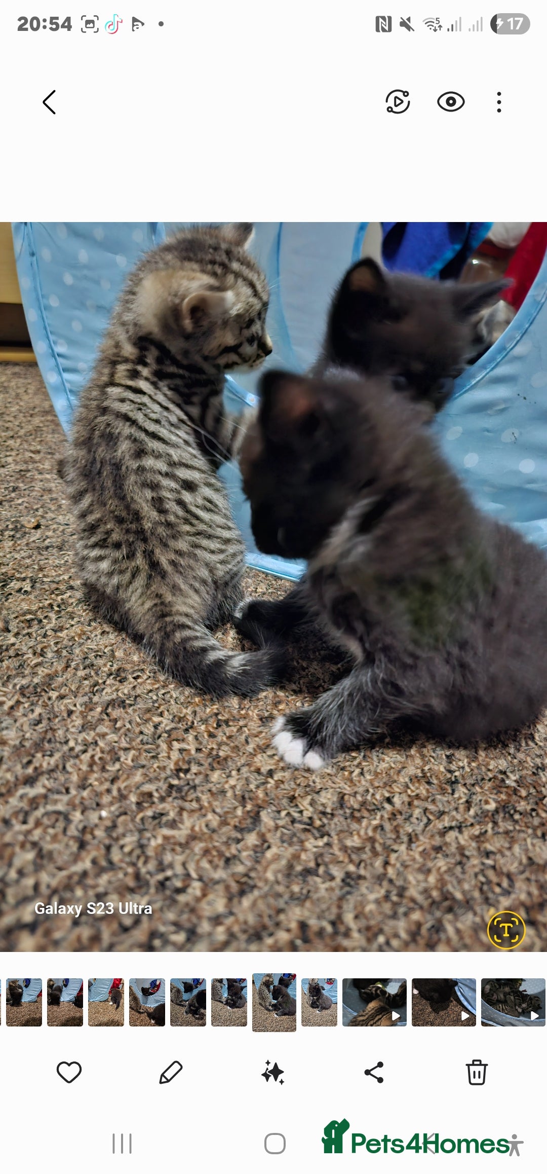 Bengal cats for sale: Bengala - Image 20