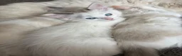Ragdoll cats for sale: REDUCED Needing her forever home Ragdoll Kitten - Advert 6