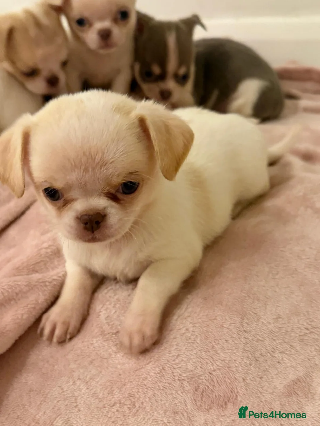 Chihuahua dogs for sale: Kc chihuahua puppies Russian and Ukraine lines - Advert 5
