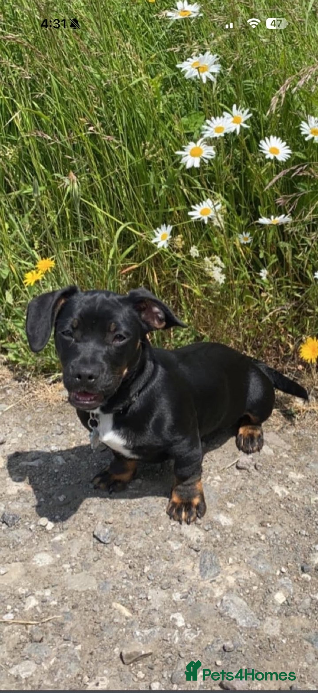Mixed Breed dogs for sale: Daisy  - Advert 1
