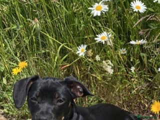 Mixed Breed dogs Daisy - Advert 1