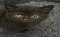 British Shorthair cats for sale: British shorthair/ tuexedo kittens  - Image 25