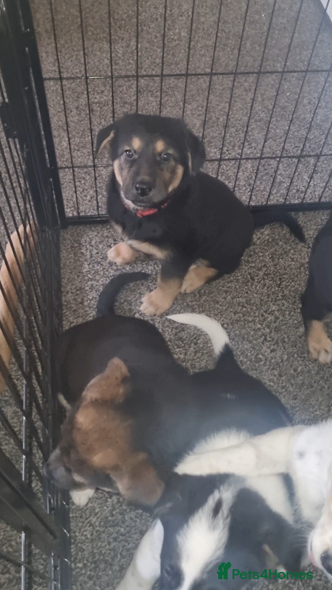 Mixed Breed dogs for sale: German shepard cross for sale - Advert 1