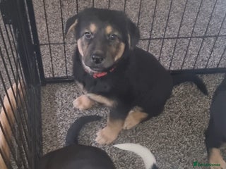 Mixed Breed dogs German shepard cross for sale - Advert 1