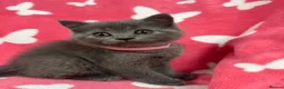 British Shorthair cats for sale:     British Shorthair Kittens – 3 Beautiful Girls - Advert 33