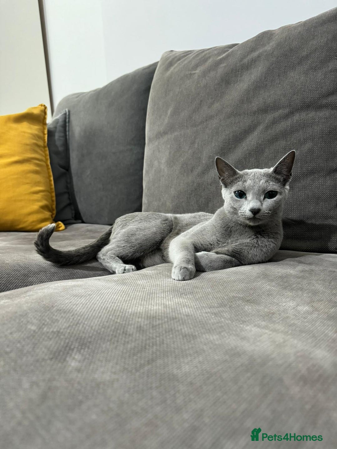 Russian Blue cats for sale: Pedigree Blue Russian kittens Gccf  - Image 12