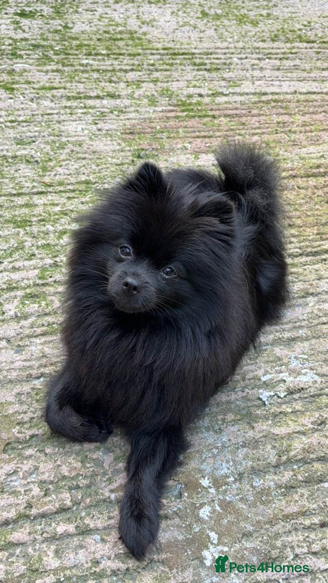 Pomeranian dogs for sale: Last Pomeranian boy remaining  - Advert 1