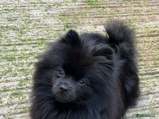 Pomeranian dogs Last Pomeranian boy remaining - Advert 1