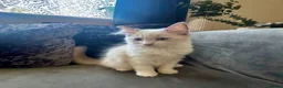 Ragdoll cats for sale: Purebreed Ragdoll kittens - Advert 3