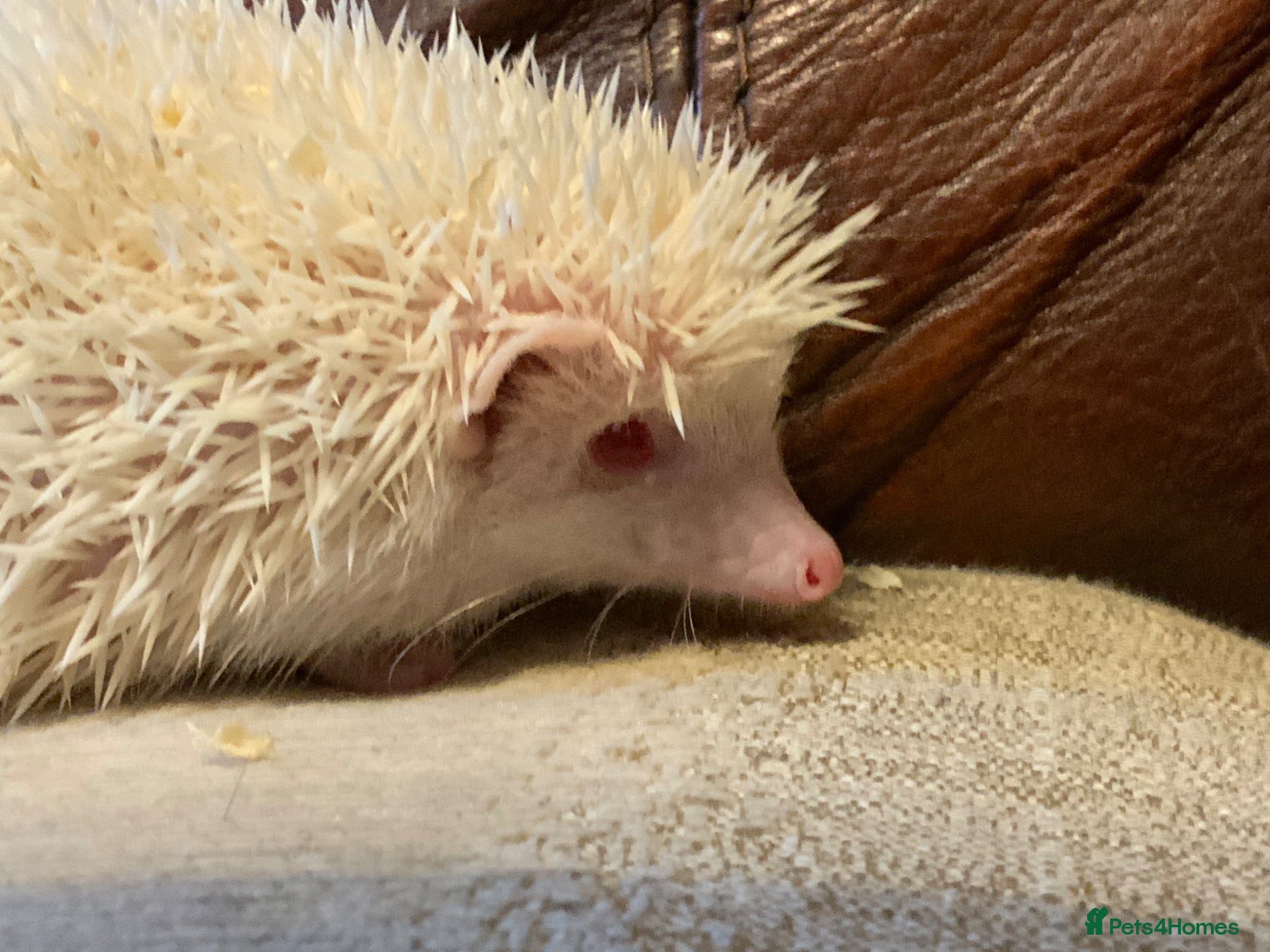 Pygmy Hedgehog rodents Pygmy Hedghogs mixed colours  - Advert 14