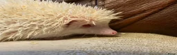 Pygmy Hedgehog rodents for sale: Pygmy Hedghogs mixed colours  - Advert 4