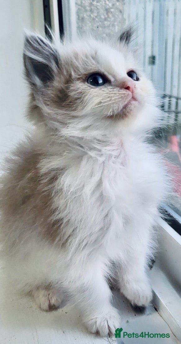 Ragdoll cats Blue Mink Bi-Colour ragdoll boy - Advert 6