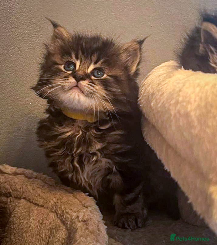 Maine Coon cats Gorgeous full breed Mainecoon kittens ready may 20 - Advert 16