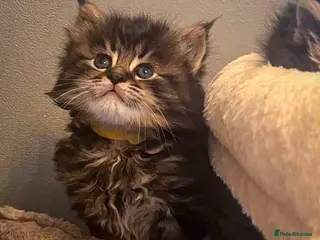 Maine Coon cats Gorgeous full breed Mainecoon kittens ready may 20 - Advert 16