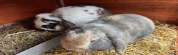 Mini Lop rabbits for sale: Male Mini Lops - Advert 11