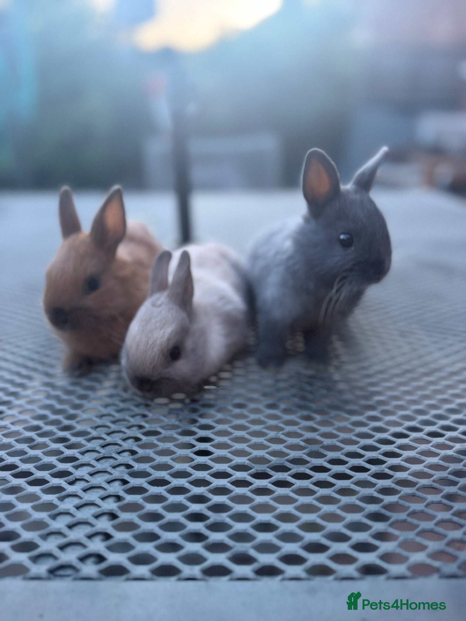 Netherland Dwarf rabbits Netherland dwarf babies - Advert 2