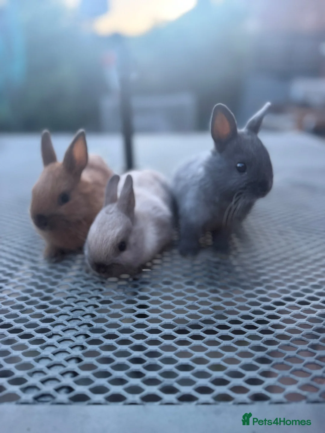 Netherland Dwarf rabbits for sale: Netherland dwarf babies - Advert 2