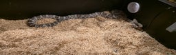 Corn Snake reptiles for sale: 11 Month Anery Corn Snake, Full Viv Setup - Advert 6