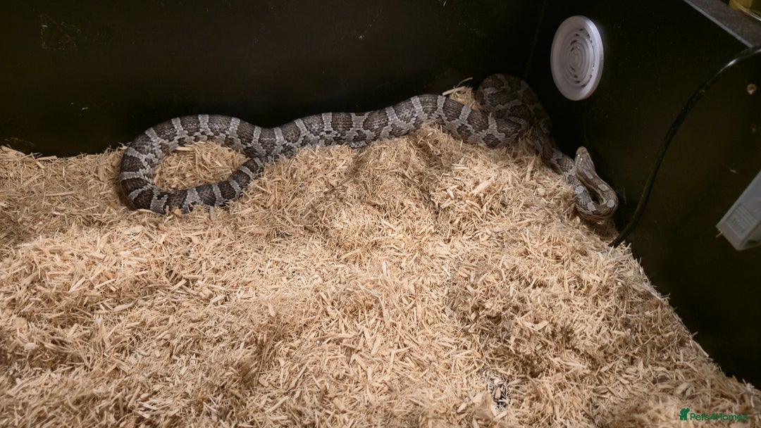 Corn Snake reptiles for sale: 11 Month Anery Corn Snake, Full Viv Setup - Advert 6