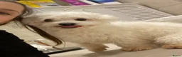 Maltese dogs for sale: Maltese puppies ready for new homes! 🐶 - Advert 22