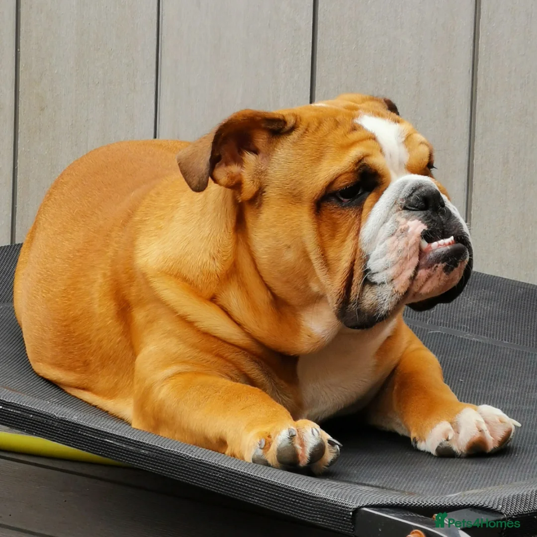 English Bulldog dogs for sale: ENGLISH BULLDOG RED AND WHITE KC - Advert 2