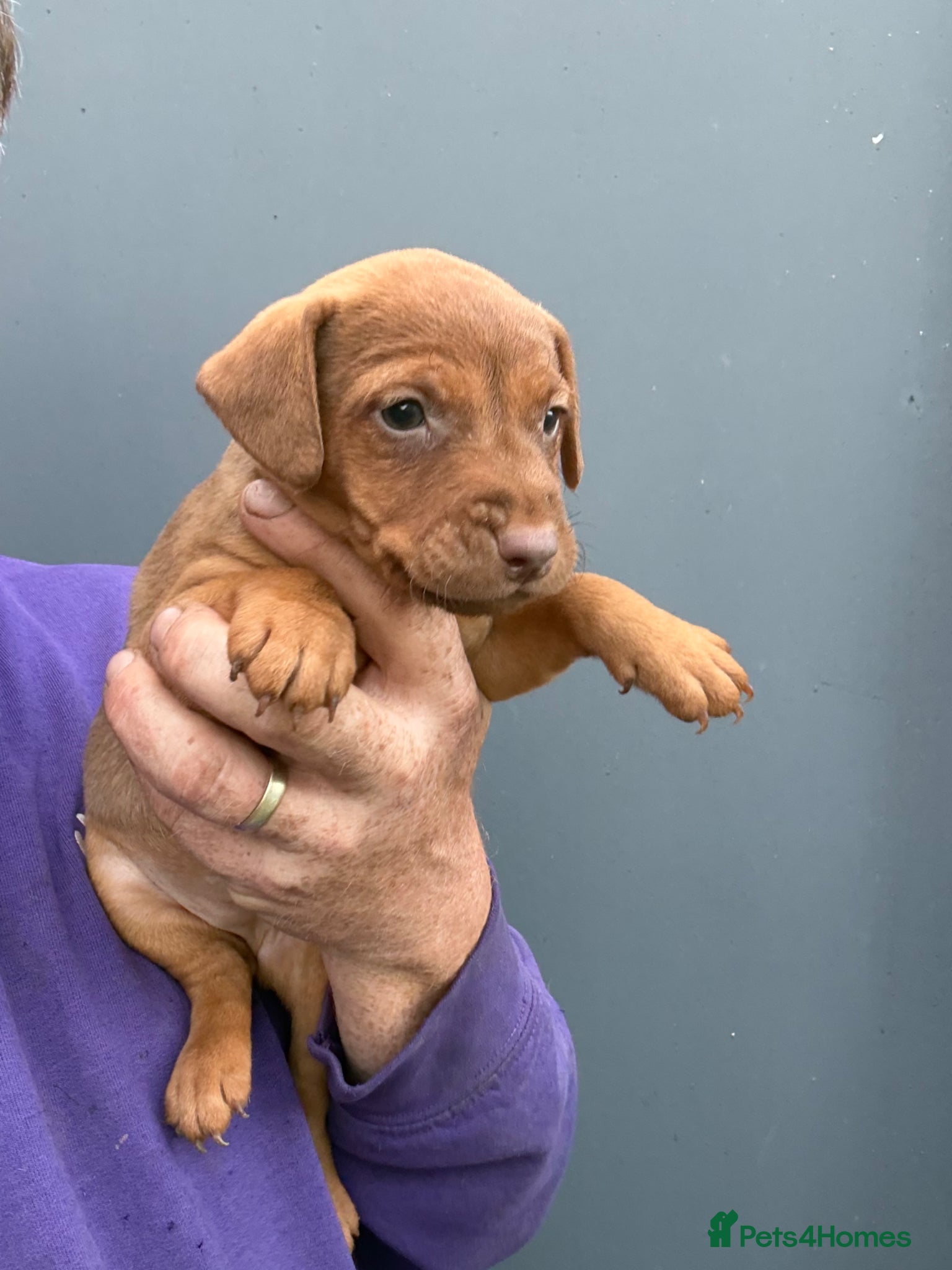 Patterdale Terrier dogs Ready 13/6/26 @ 8 weeks old - Advert 2