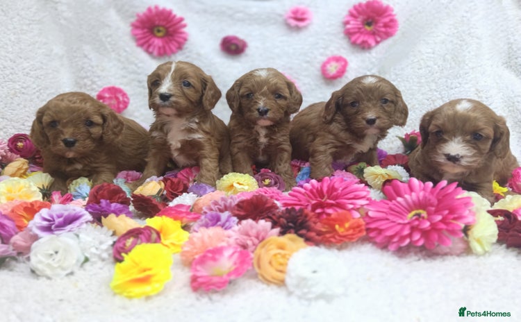 Cavapoo dogs - Advert 13
