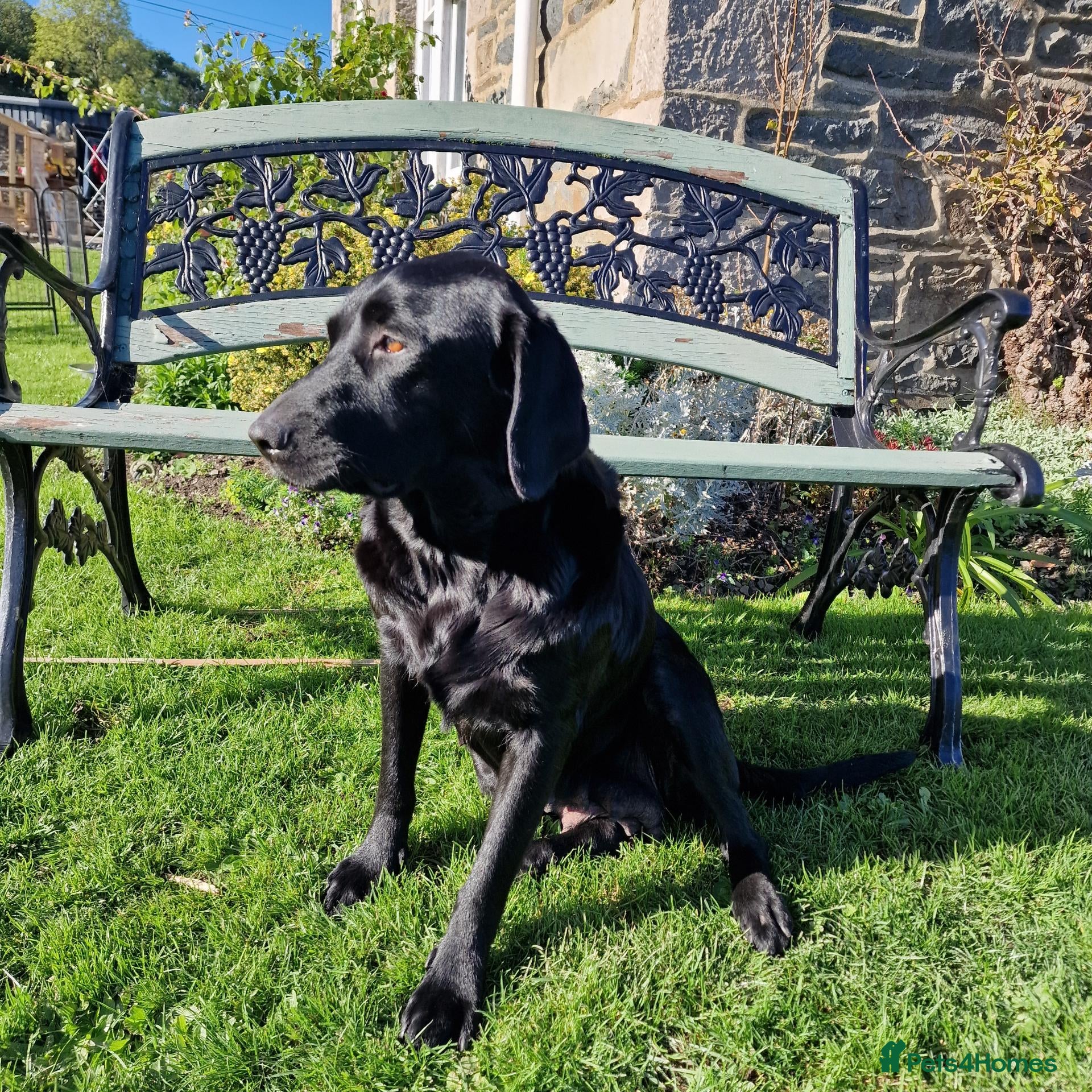 Labrador Retriever dogs for sale: Black Labrador Puppies, Kennel Club Registered - Advert 1