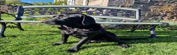Labrador Retriever dogs for sale: Black Labrador Puppies, Kennel Club Registered - Advert 1