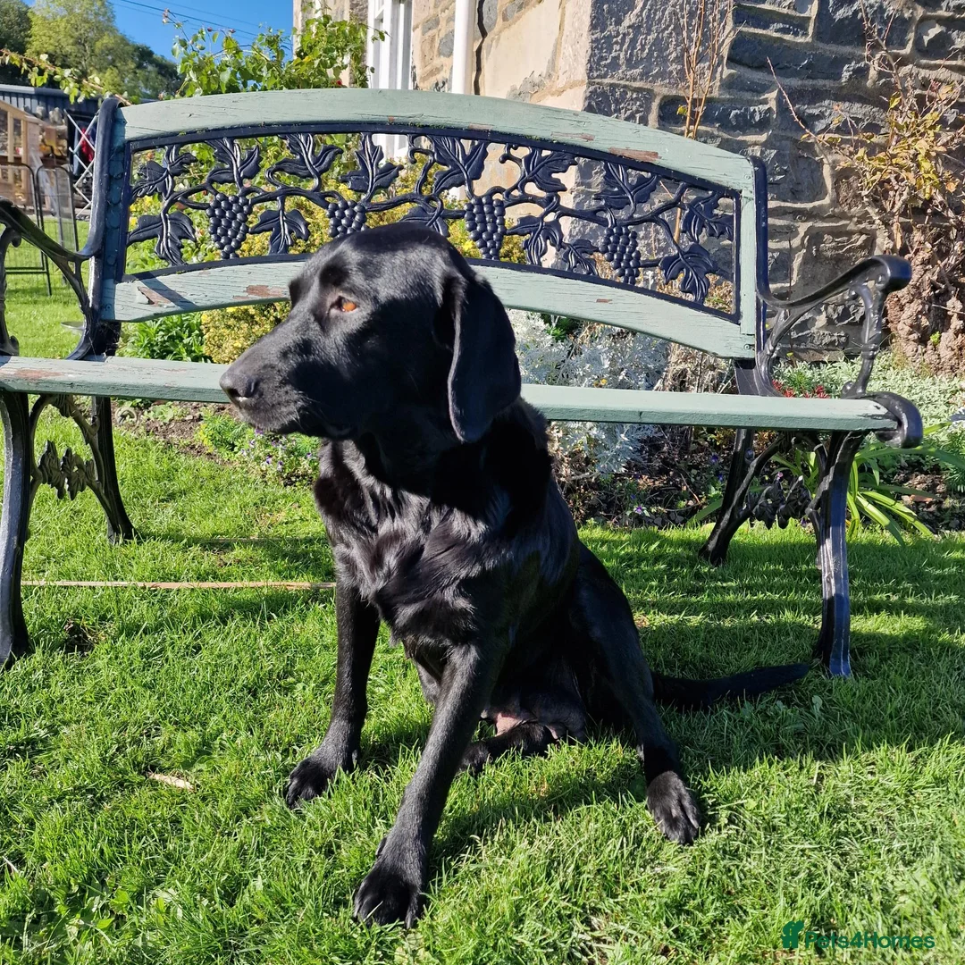 Labrador Retriever dogs for sale: Black Labrador Puppies, Kennel Club Registered - Advert 1