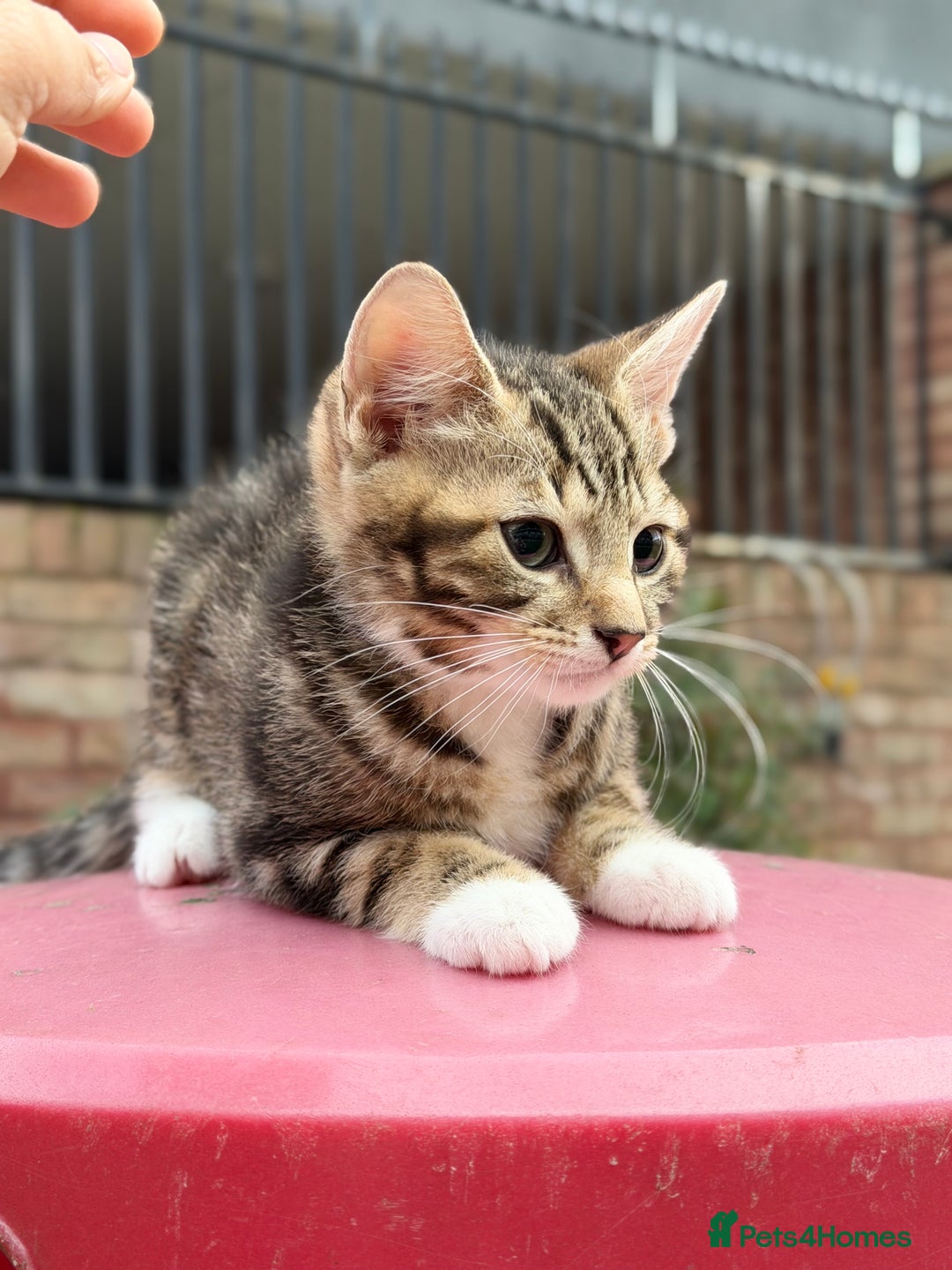 Norwegian Forest Cat cats for sale: Norwegian Forest Cat Mix kitten - Advert 4