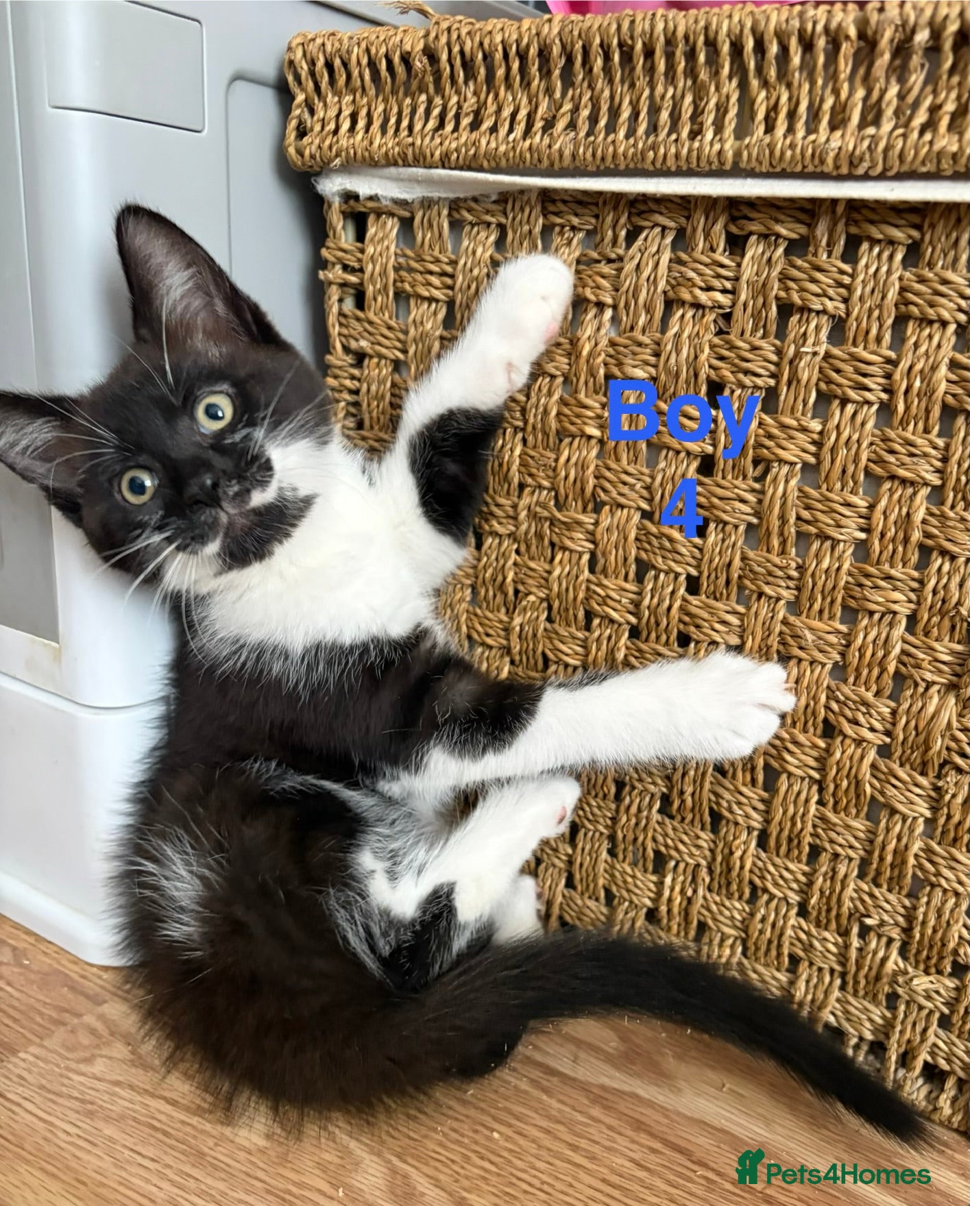 Mixed Breed cats Adorable kittens looking for a home - Advert 17